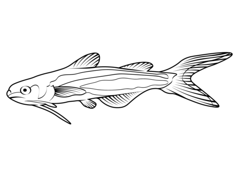 Pangas Catfish (Pangasius Pangasius) Coloring Page